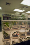 Caterpillars in Containers