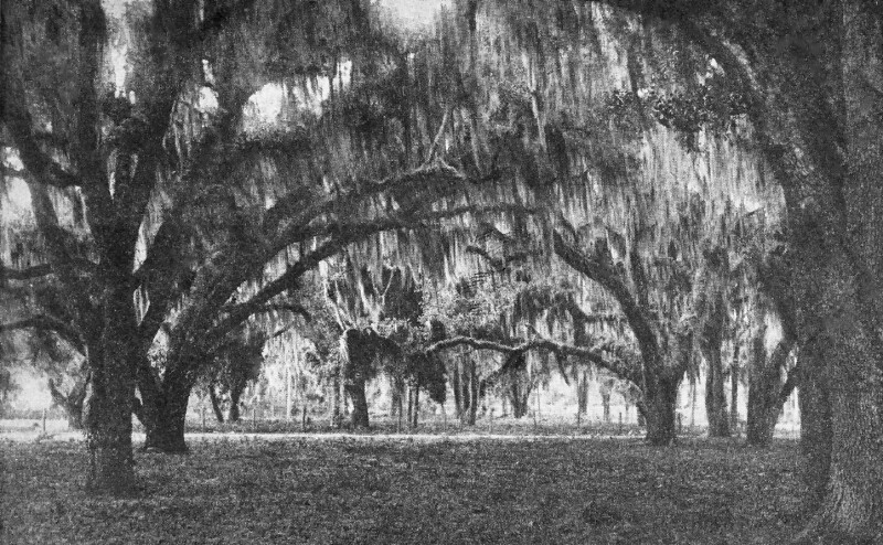 Cathedral Oaks in New Smyrna, Florida