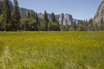 Cathedral Rocks across a Green Field