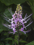 Cat's Whiskers Flowering Stalk