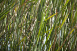 Cattail Leaves and Stalks