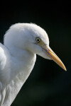 Cattle Egret