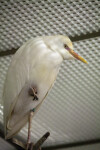 Cattle Egret