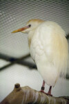 Cattle Egret on Branch