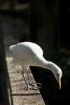 Cattle Egret on Rail