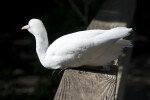 Cattle Egret