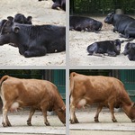 Cattle photographs