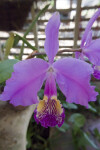 Cattleya lueddemanniana