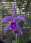 Cattleya maxima Flower