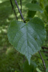 Caucasian Linden Leaf