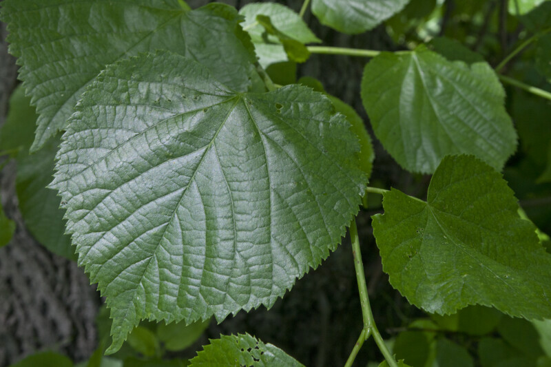 Caucasian Linden Leaves
