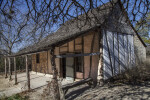 Cedar Elm Branches Over Schumacher House