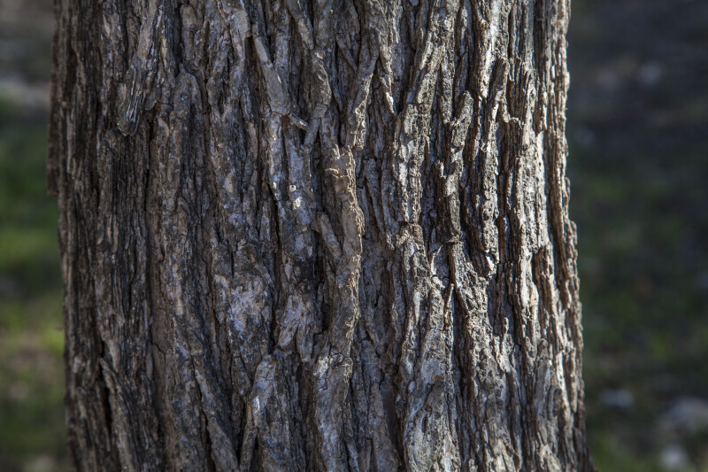 Cedar Elm Trunk Close-Up