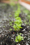 Celery Root Rows