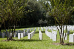 Cemetery Trees