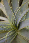 Center of a Candelabra Aloe