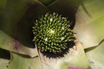 Center of a Plant