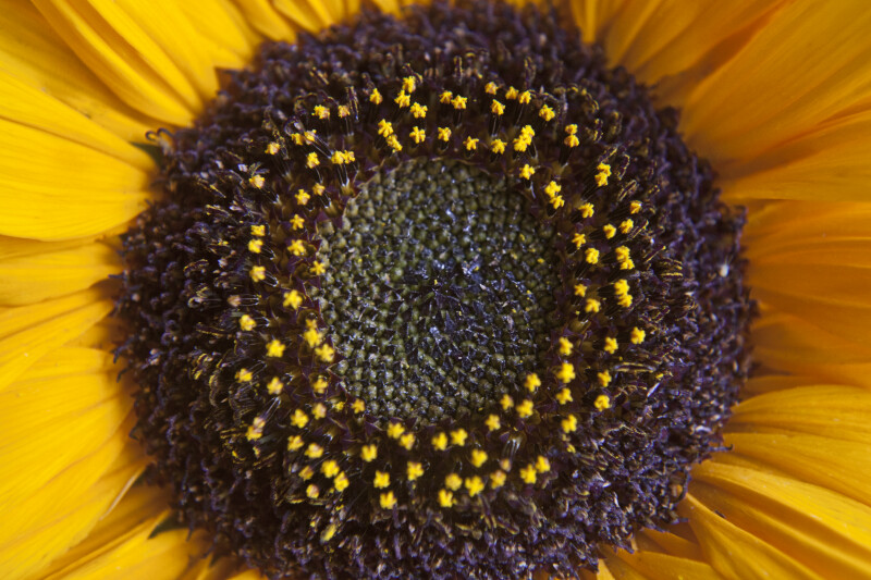 Center of a Sunflower