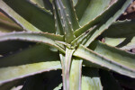 Center of an Aloe Plant