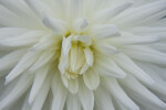 Center of Dahlia Flower