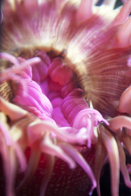Center of Pink Sea Anemone