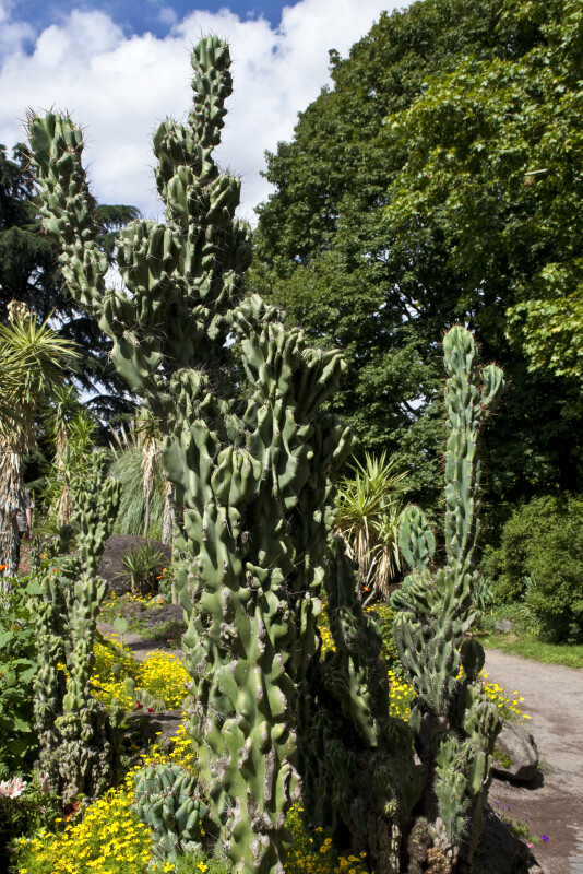 Cereus Peruvianus by Path