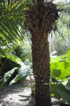 Ceylon Palm Trunk
