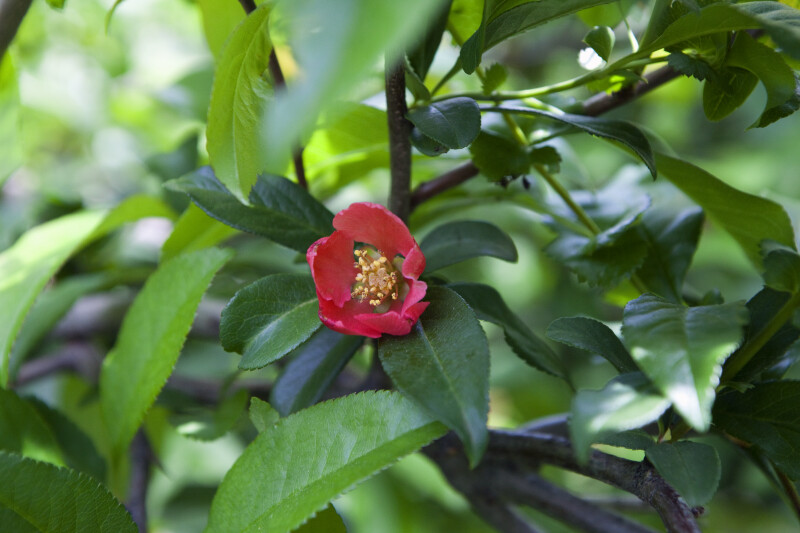 Chaenomeles speciosa "Rubra Grandiflora" Flower
