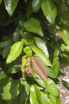 Chaenomeles speciosa "Rubra Grandiflora" Leaves