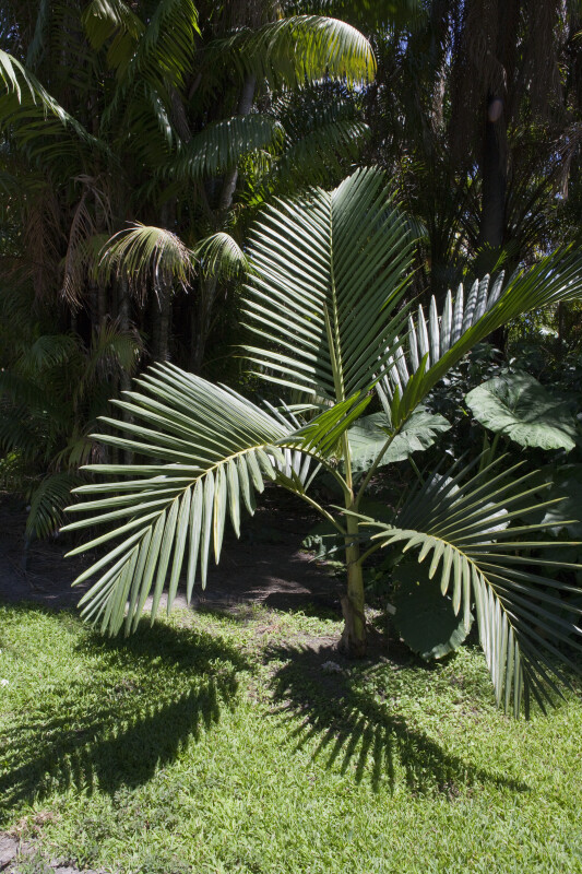 (Chambeyronia macrocarpa) Palm
