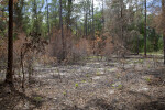 Charred Area