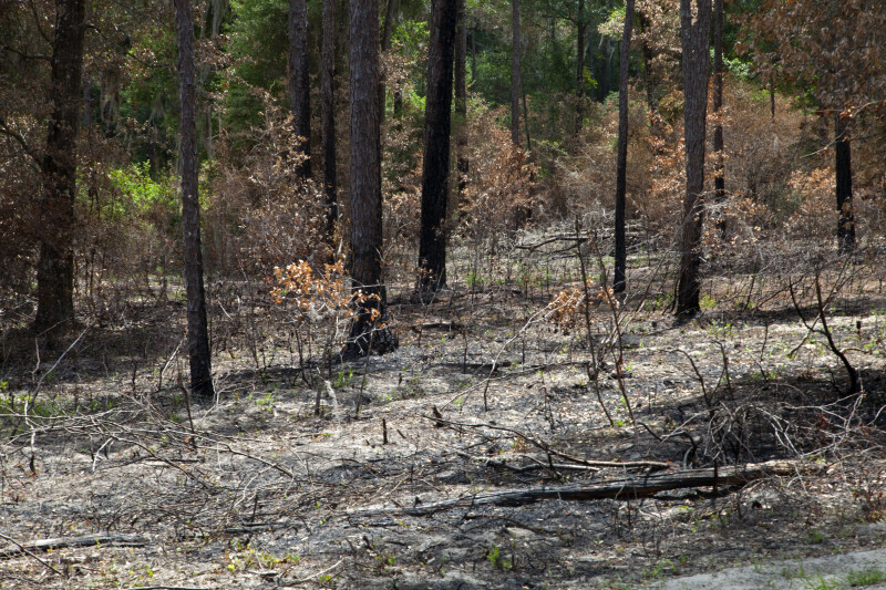 Charred Area at Chinsegut Wildlife and Environmental Area
