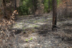 Charred Pine Tree and Blackened Ground