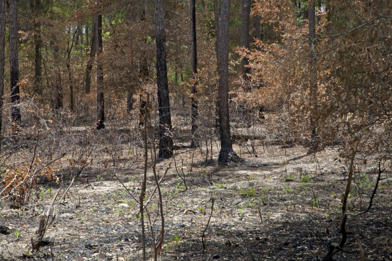 Charred Trees and Ground at Chinsegut Wildlife and Environmental Area