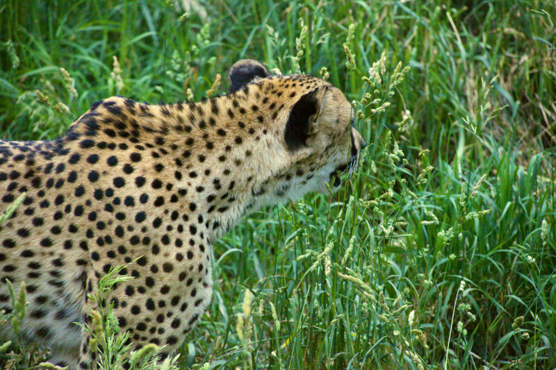 Cheetah from Side
