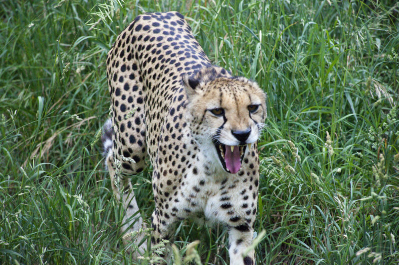 Cheetah Walking and Yawning