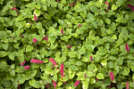 Chenille Plant at the Kanapaha Botanical Gardens