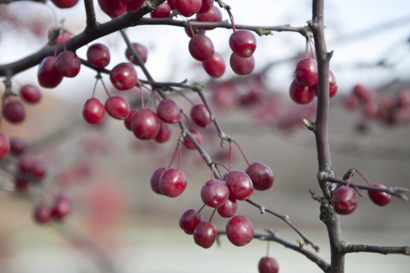 Cherries Hanging from Branches