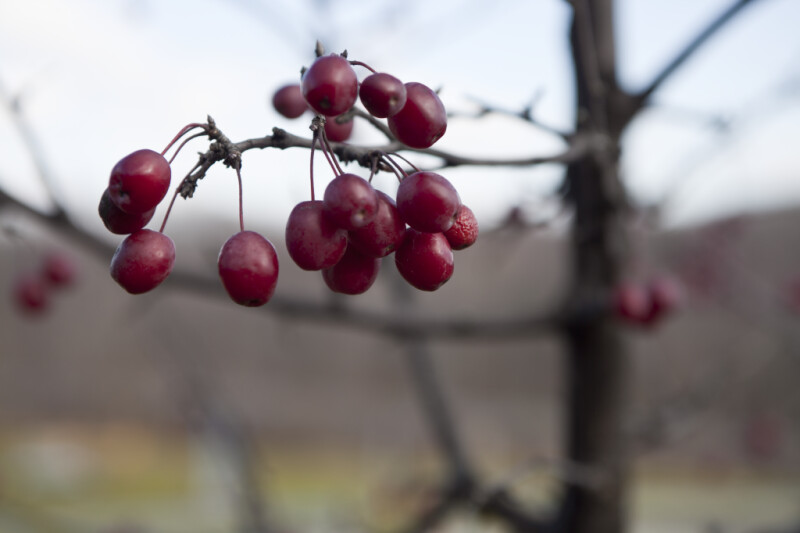 Cherry Tree Fruit