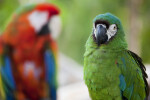 Chestnut-Fronted Macaw