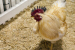 Chicken with Red Comb that has Black Points