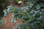 Chilean Myrtle Branch