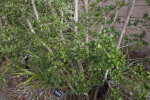 Chilean Myrtle Branches