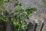 Chilean Myrtle Leaves