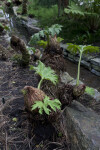 Chilean Rhubarb Photo