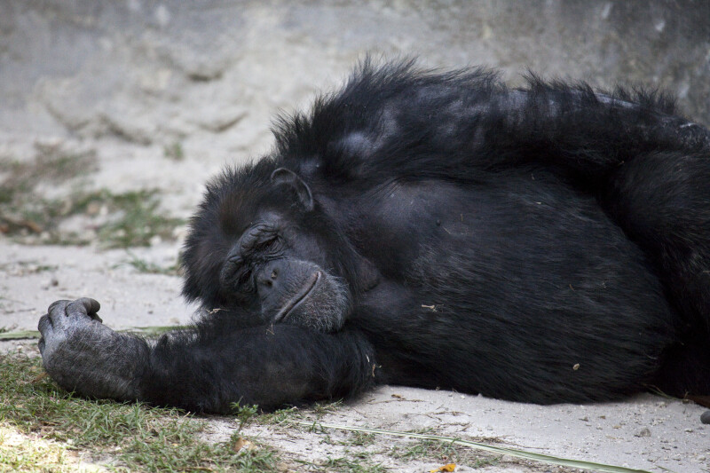 Chimpanze Resting