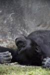 Chimpanzee in Grass