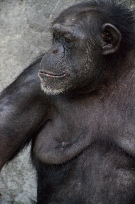 Chimpanzee Looking Left
