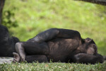 Chimpanzee Napping