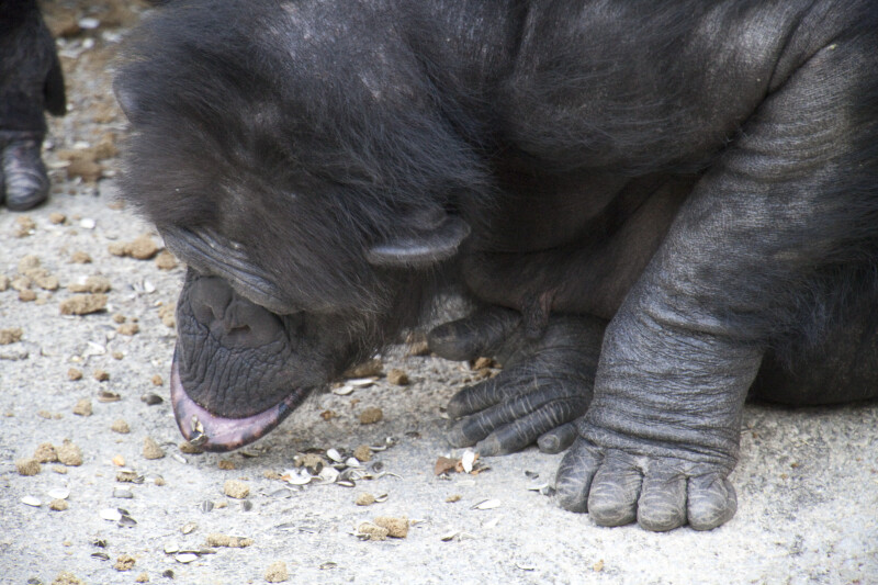 Chimpanzee Sniffing Ground